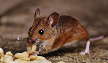 24 Hour & Emergency Exterminators in Portsmouth, NC